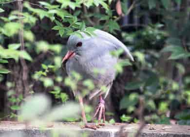 鳥類・カグー